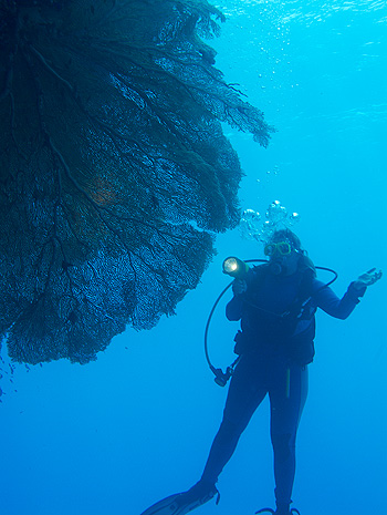 Ägypten 2006 - Safaga - Shaab Claude - Hickson's Gorgonien Riesenfächer - Subergorgia Hicksoni - fan coral
