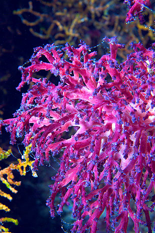 Ägypten 2006 - Safaga - Shaab Humdallah Reef - Ruhende stachelige Pracht-Koralle - Dendronephthyta sp.