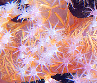 Ägypten 2006 - Safaga - Shaab Humdallah Reef - Stachelige Pracht-Koralle - Dendronephthyta sp.