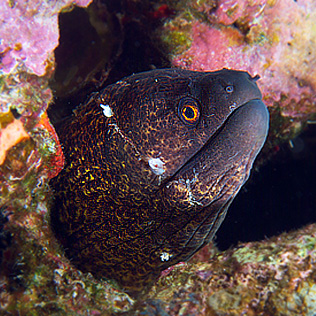 Ägypten 2006 - Safaga - Shaab Humdallah Reef - Riesenmuräne mit einer Bisswunde rund um den Kopf - Giant Moray - Gymnothorax javanicus