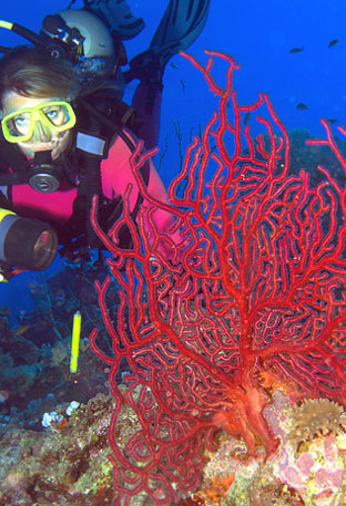 Ägypten 2006 - Safaga - Shaab Humdallah Reef - Rote Gorgonie - Red Gorgonia - Paramuricea