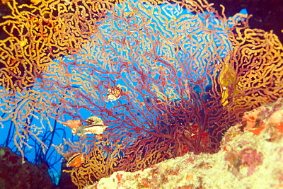 Ägypten 2006 - Safaga - Shaab Humdallah Reef - Rote Gorgonie die auch mal Gelb sein kann - Paramuricea Clavata - Red Gorgonia