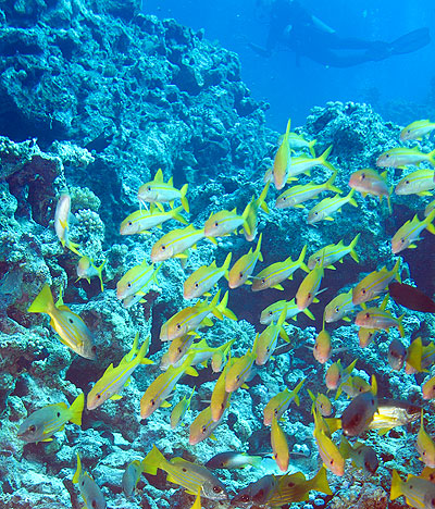 Ägypten 2006 - Safaga - Shaab Humdallah Reef - Schwarzflecken Snapper - Dory Snapper - Lutjanus fulviflamma