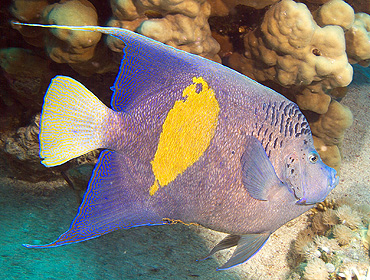 Ägypten 2006 - Safaga - Shaab Sheer - Arabischer Kaiserfisch - Arabian angelfish - Pomacanthus maculosus