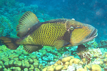 Ägypten 2006 - Safaga - Shaab Sheer - Riesen-Drückerfisch - Titan triggerfish - Balistoides viridescens