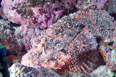 Ägypten 2006 - Safaga - Tobia Arba - Flacher Drachenkopf - Flathead scorpionfish - scorpaenopsis oxycephalus