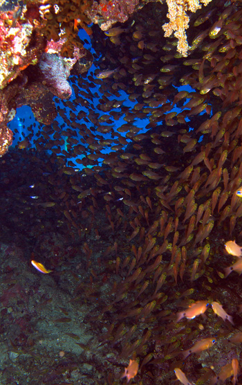 Ägypten 2006 - Safaga - Tobia Arba - Jungfische versteckten sich in den Höhlen.