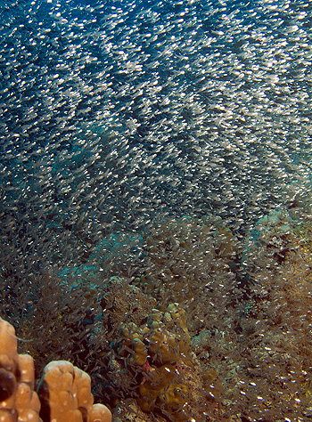 Ägypten 2006 - Safaga - Tobia Hamra - Schwarm Jungfische