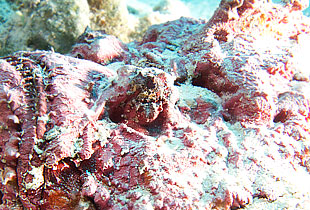 Ägypten 2006 - Safaga - Steinfisch - Synanceia verrucosa - Stonefisch