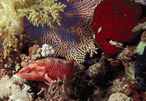 Ägypten 1999 - Sharm el Sheikh - Tauchplatz Ras Um Sid - Juwelen Zackenbarsch (Coral grouper)